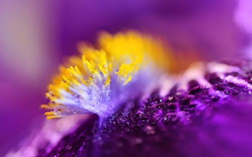 Image purple and yellow flower in macro photography