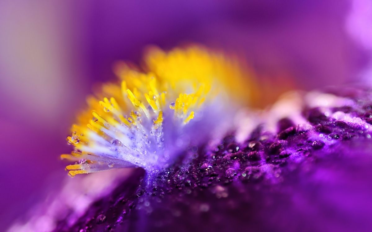 purple and yellow flower in macro photography