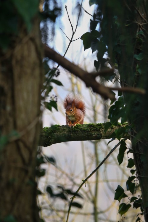 Image brown monkey on tree branch during daytime