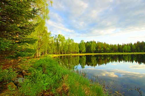 Image green trees beside river under blue sky during daytime