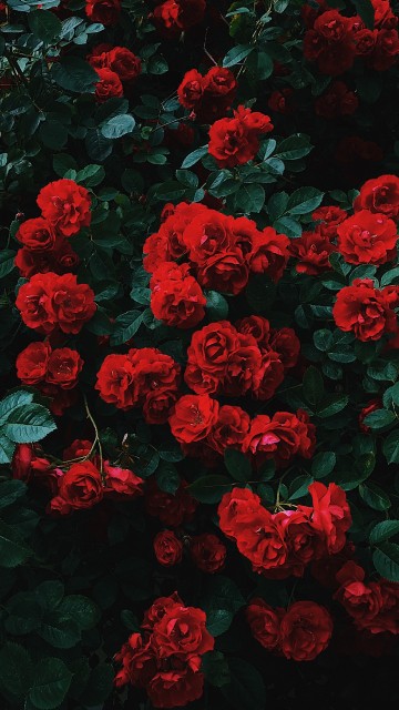 Image red flowers with green leaves