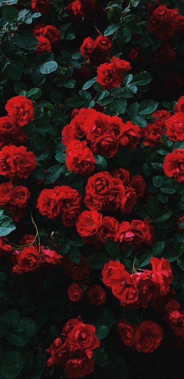Image red flowers with green leaves
