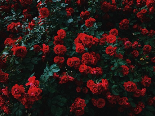 Image red flowers with green leaves