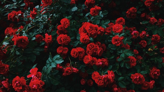 Image red flowers with green leaves