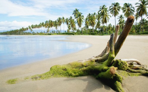 Image green palm trees near body of water during daytime