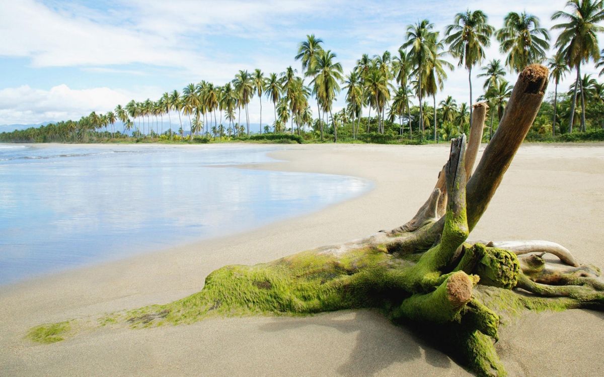 green palm trees near body of water during daytime