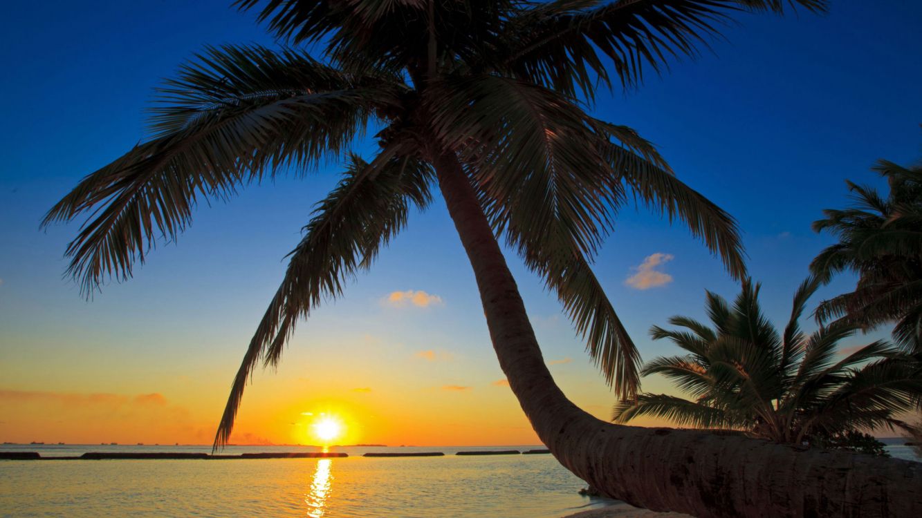 coconut tree near sea during sunset