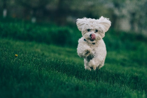 Image white long coated small dog running on green grass field during daytime