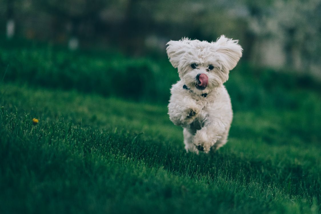 white long coated small dog running on green grass field during daytime