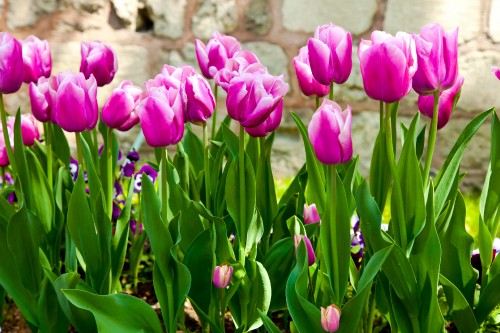 Image tulip flowers leaves, leaf, tulip, flower, flower garden