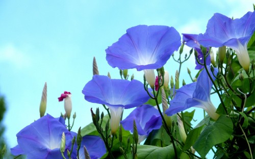 Image purple flower with green leaves