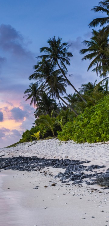 Image green palm tree near body of water during daytime