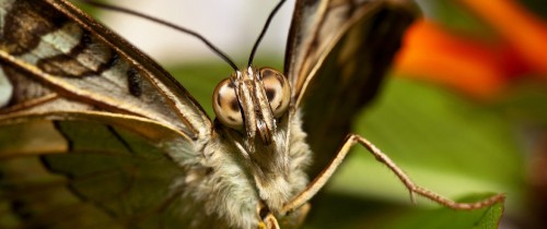 Image brown and white moth on white surface