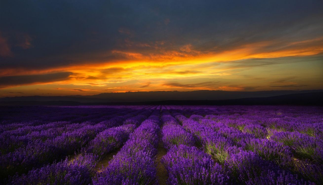 Campo de Flores Moradas Durante la Puesta de Sol. Wallpaper in 2048x1173 Resolution