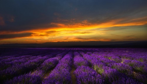 Image purple flower field during sunset