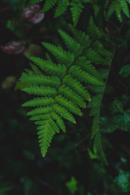 Image green fern plant in close up photography