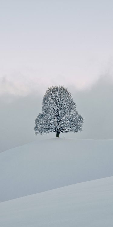 Schnee, Einfrieren, Winter, Chemie, Naturlandschaft. Wallpaper in 2600x5200 Resolution