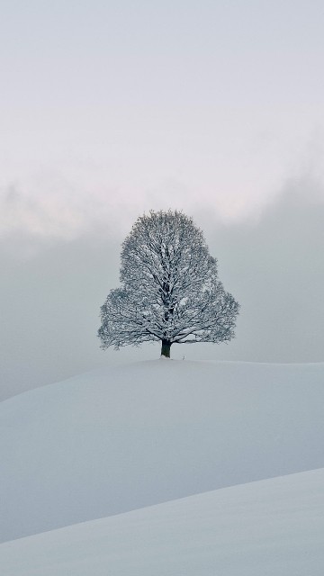 Image snow, freezing, winter, chemistry, natural landscape