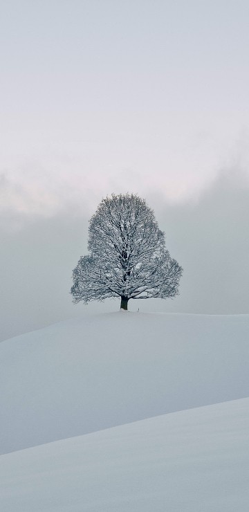 Image snow, freezing, winter, chemistry, natural landscape