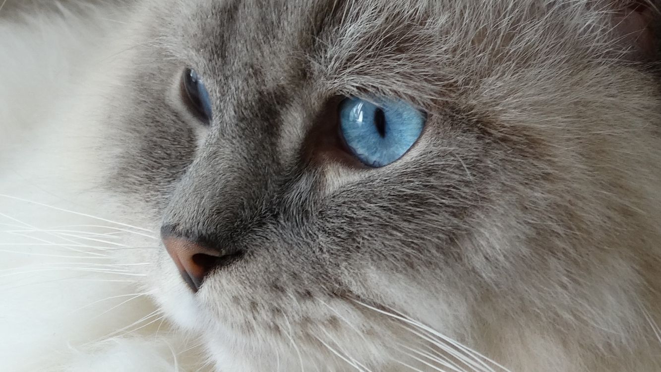 Gato Blanco y Gris Con Ojos Azules. Wallpaper in 2560x1440 Resolution