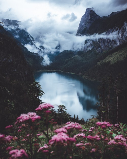 Image lake flowers unsplash, flower, cloud, mountain, water