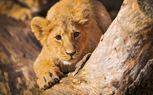 Image brown lioness on brown rock during daytime