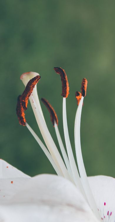 white and red birds of paradise flower in close up photography