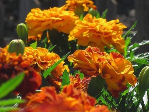 Image orange flowers with green leaves