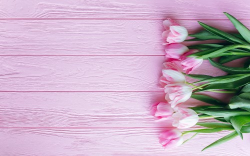 Image pink and white flowers on pink wooden surface