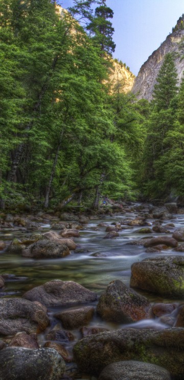 Image green trees near river during daytime