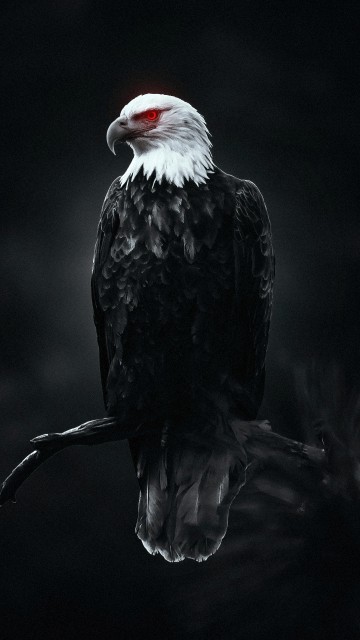Black eagle HD wallpaper | Wallpaper Flare