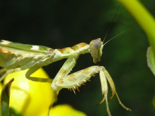 Image green praying mantis on yellow flower