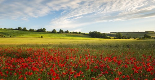 Image red flower field under blue sky during daytime