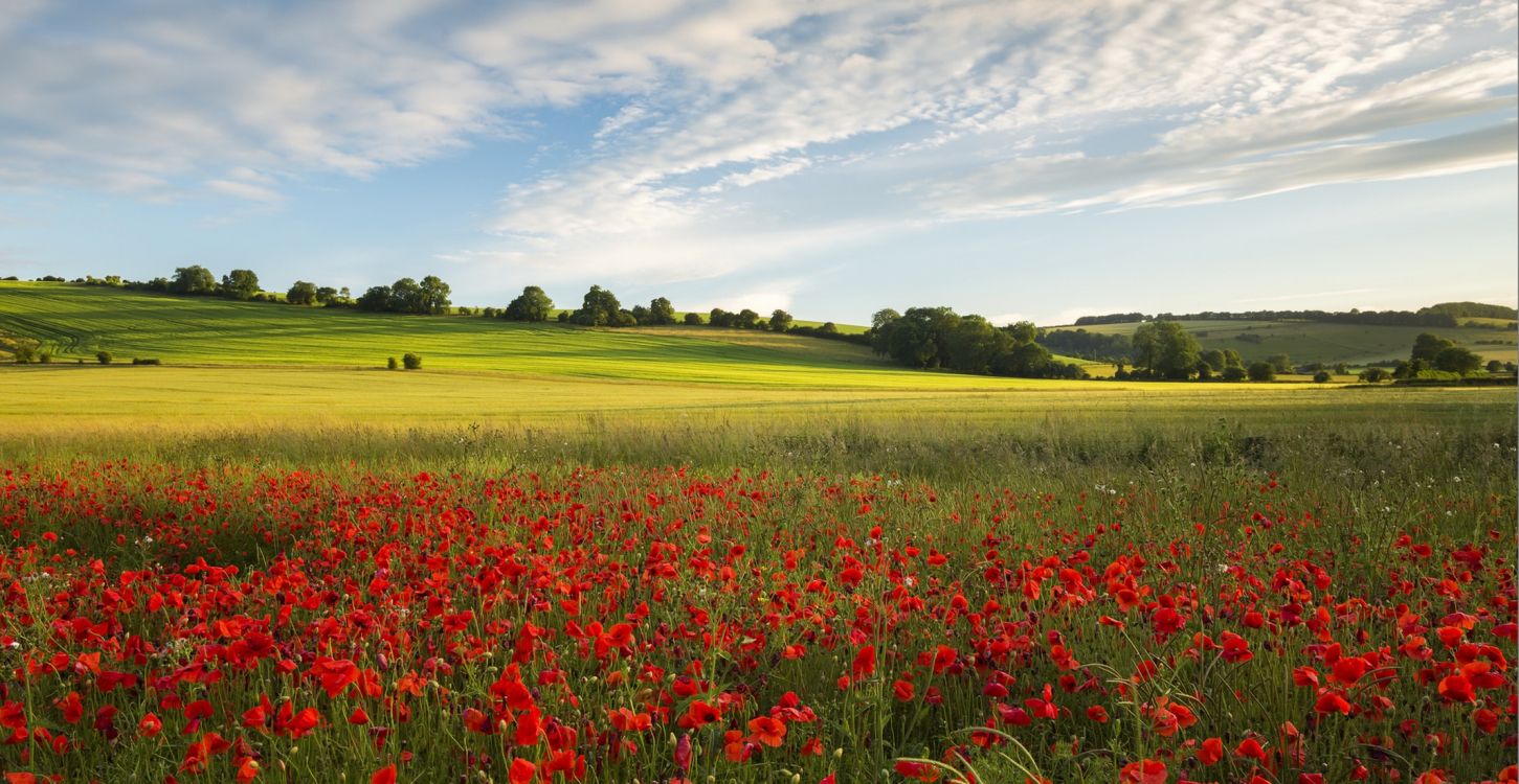 red flower field under blue sky during daytime