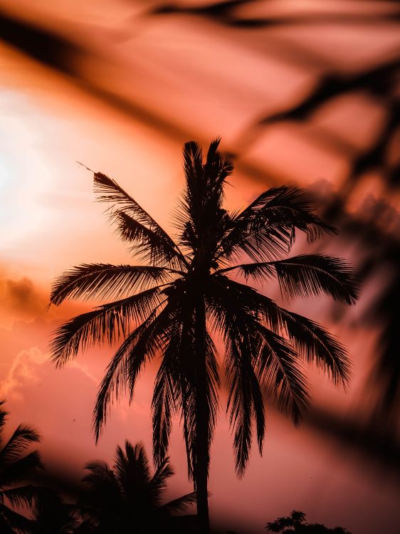 Sonnenuntergang, Baum, Natur, Tropics, Woody Pflanze. Wallpaper in 3888x5184 Resolution