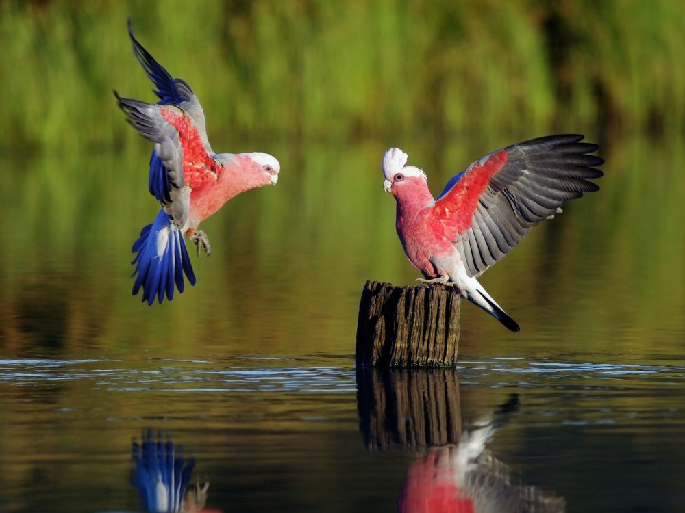 red and white bird on brown wooden post