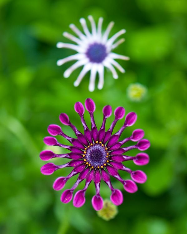 Transvaal Daisy, Verde, Pétalo, Morado, Rosa. Wallpaper in 2848x3560 Resolution