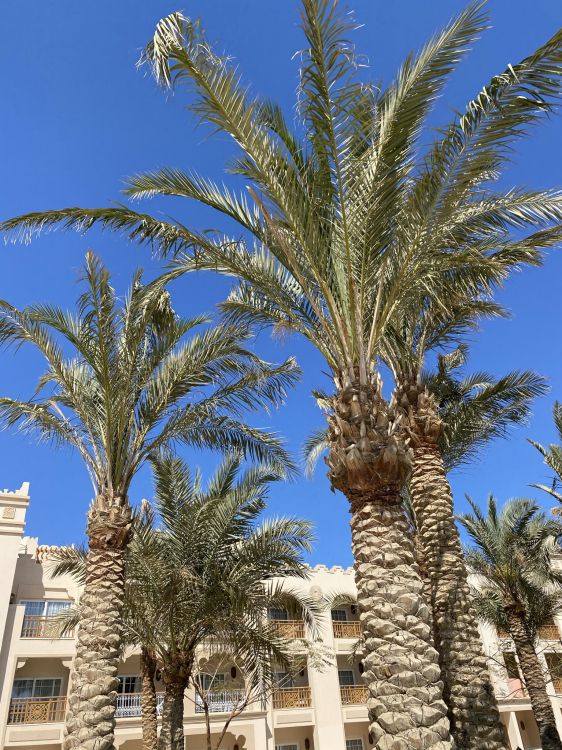 Fecha de la Palma, Babasú, Palmera, Edificio, Azure. Wallpaper in 1536x2048 Resolution