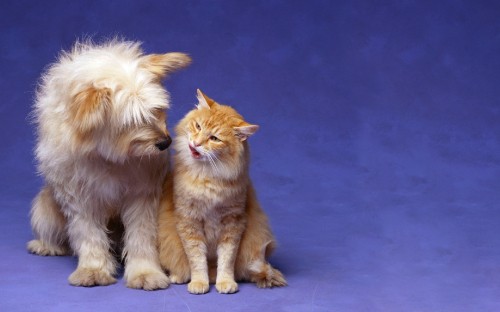 Image white and brown long fur cat