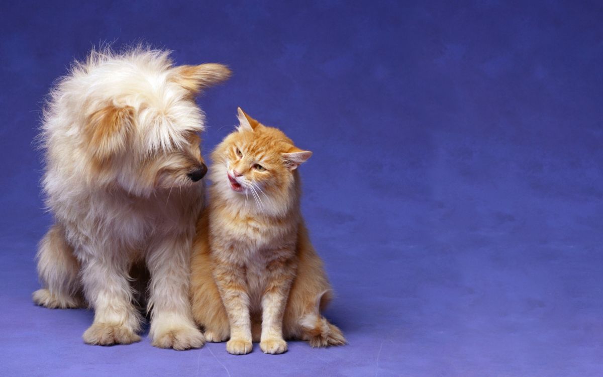 white and brown long fur cat