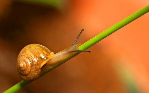 Image brown snail on green stem