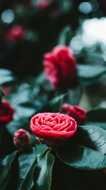 Image red rose in bloom in close up photography