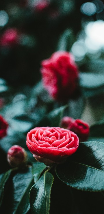 Image red rose in bloom in close up photography