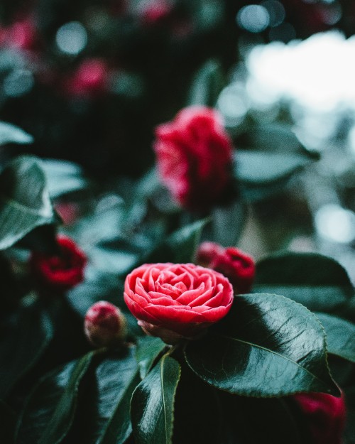 Image red rose in bloom in close up photography