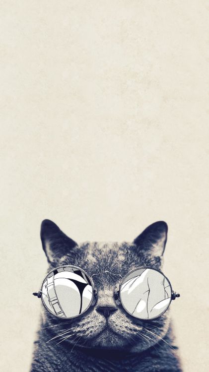 Black and White Cat Wearing Sunglasses. Wallpaper in 1080x1920 Resolution