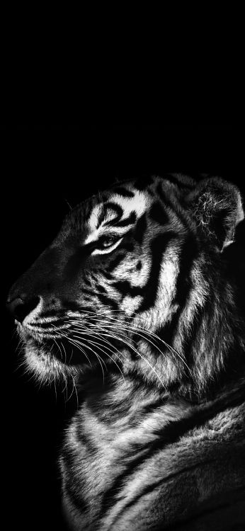 Tigre Negro, en Blanco y Negro, Leones, Cartel, Rugido. Wallpaper in 1080x2340 Resolution