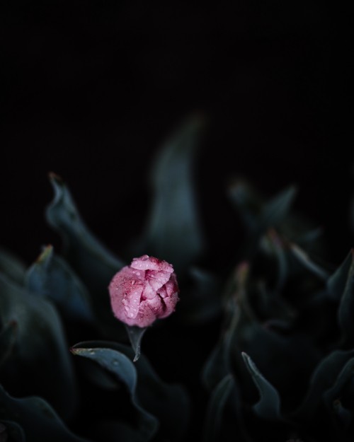 Image pink flower in black background