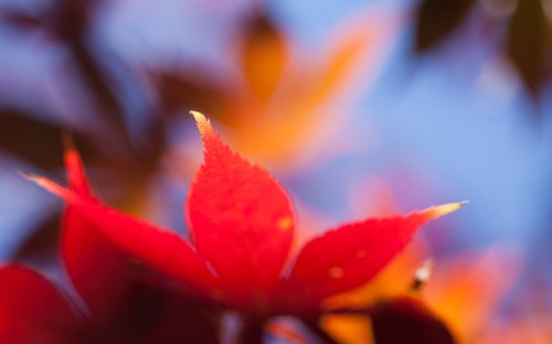 Image red and yellow flower in tilt shift lens