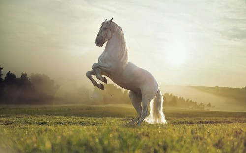 Image white horse running on green grass field during daytime