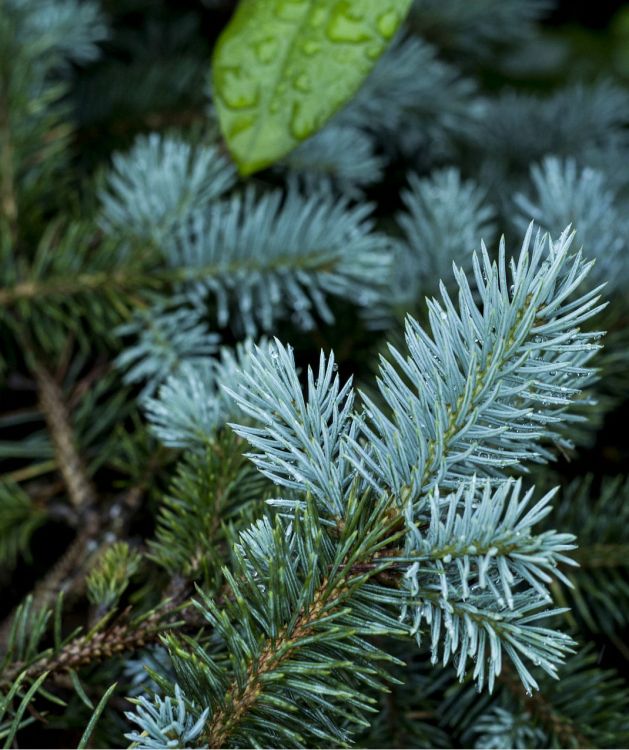 green leaf on green leaf